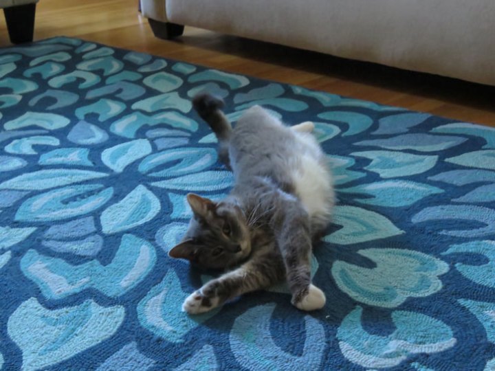 Petal Pusher in Lake